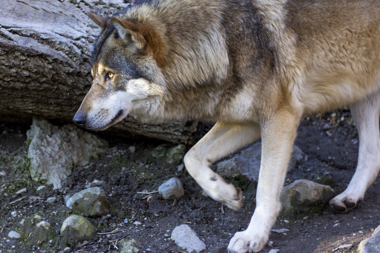 wolf canis lupus predator free photo