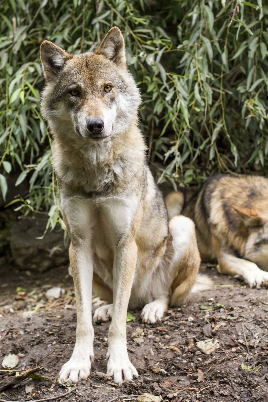 wolf canis lupus european wolf free photo
