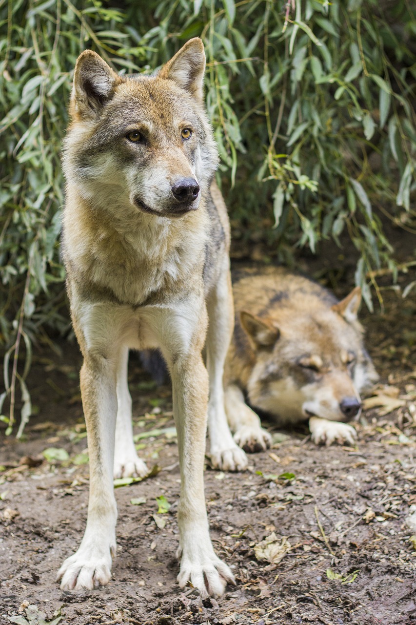 wolves canis lupus european wolf free photo
