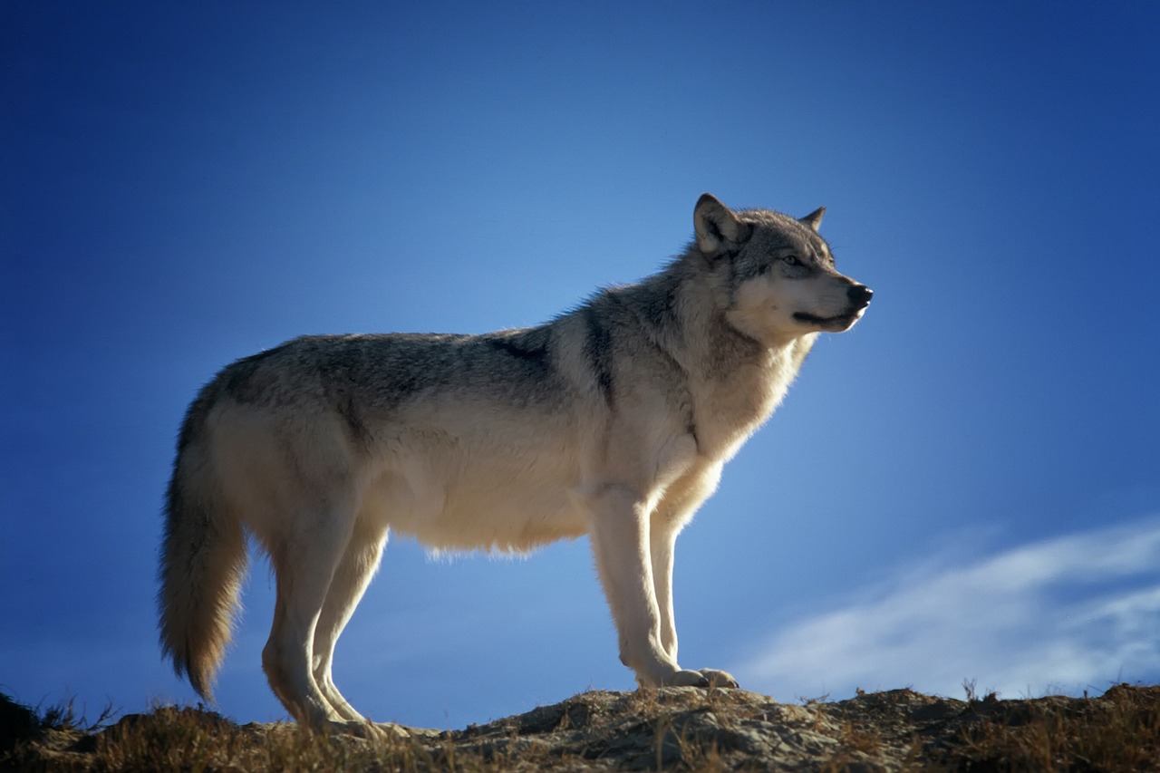 wolf predator wildlife free photo
