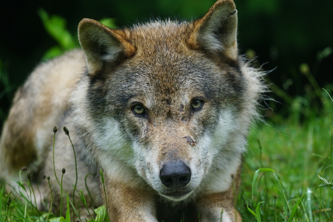 wolf predator eurasian wolf free photo