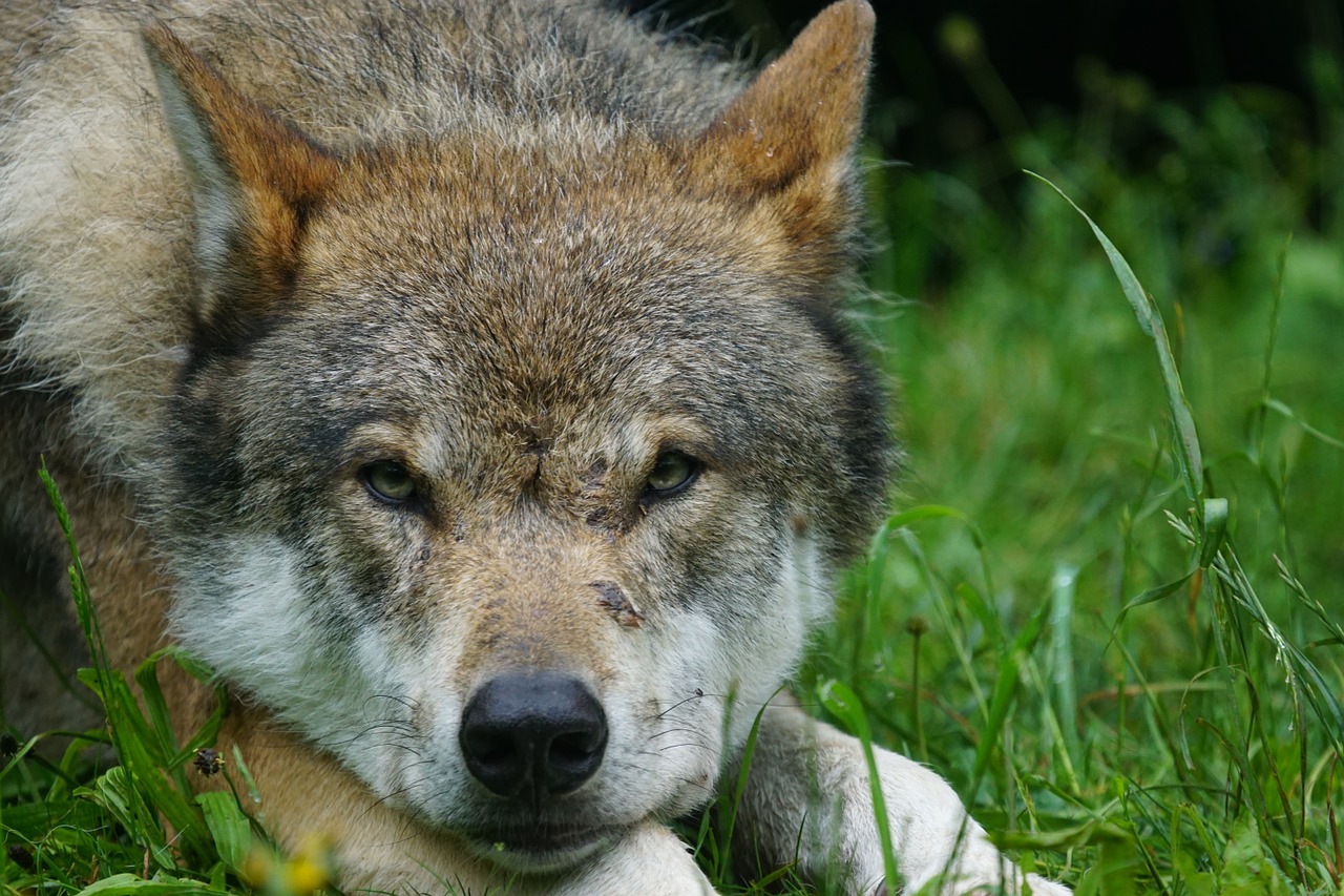 wolf predator eurasian wolf free photo