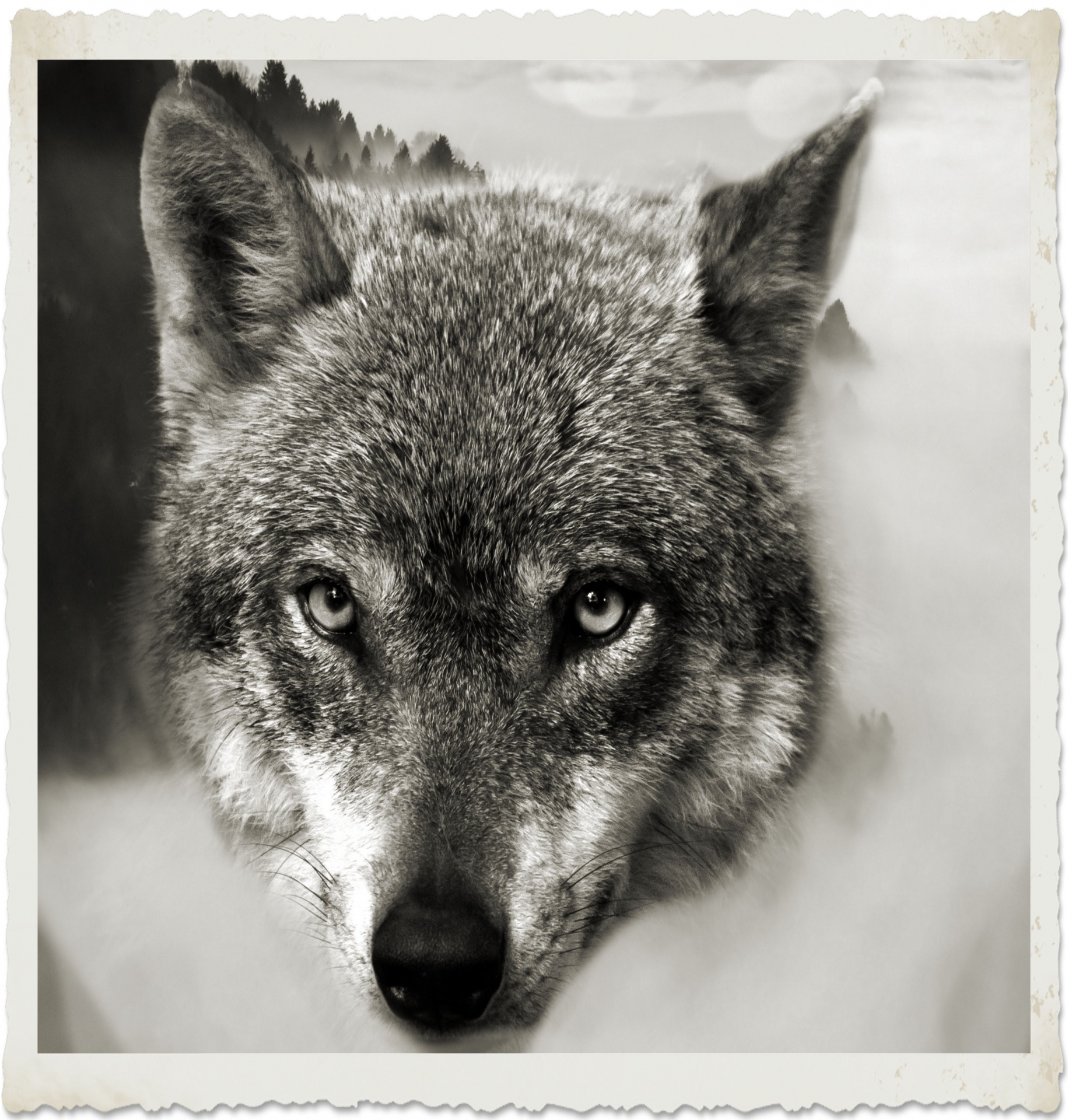 wolf predator hunter free photo