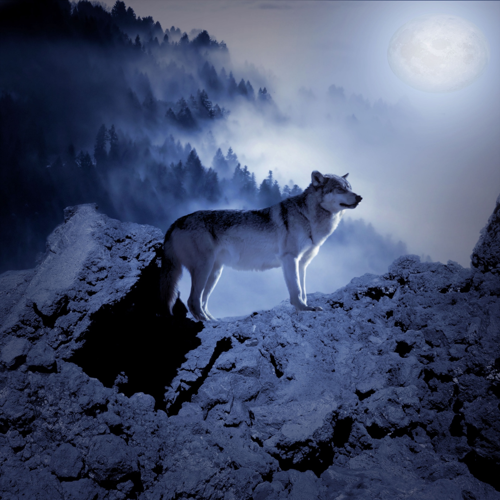 wolf predator hunter free photo