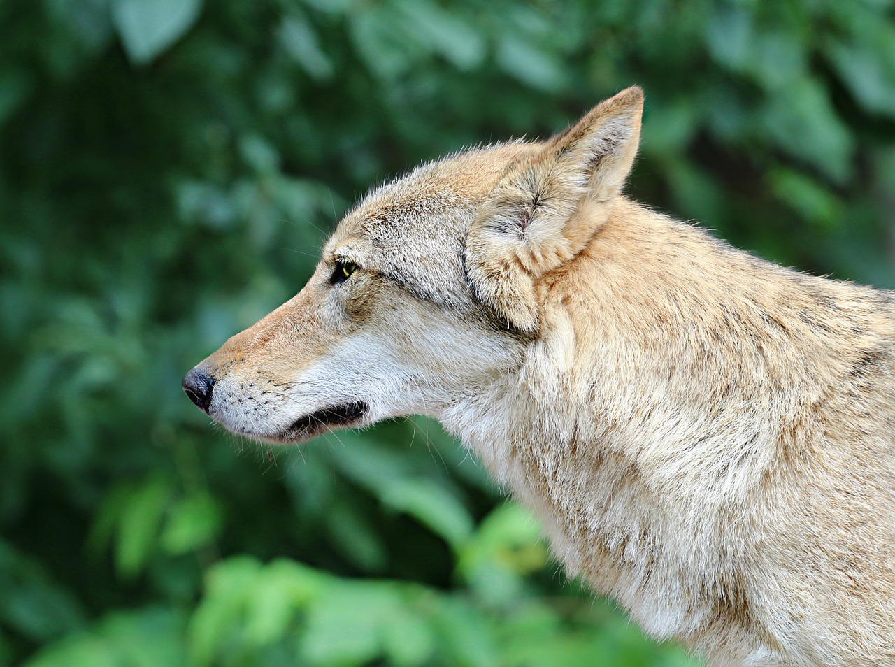 wolf grey predator free photo