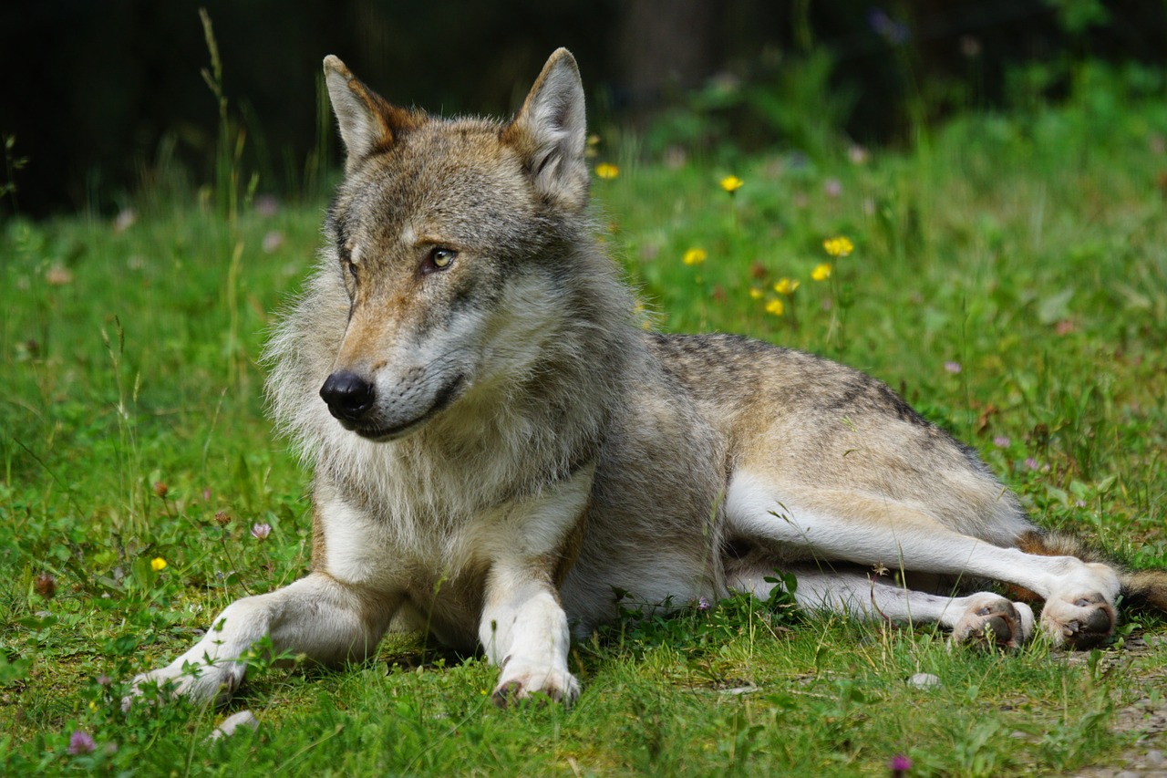 wolf predator pack animal free photo
