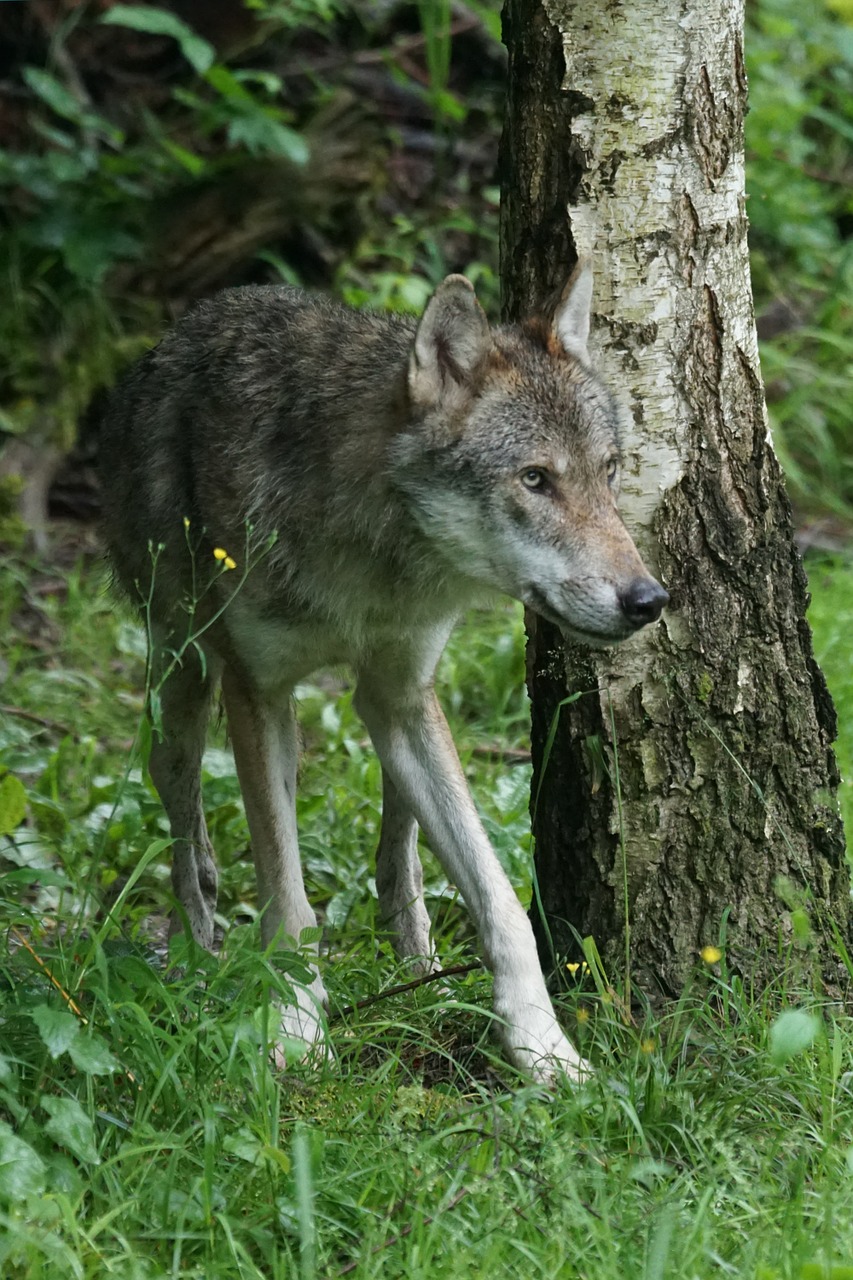 wolf predator pack animal free photo