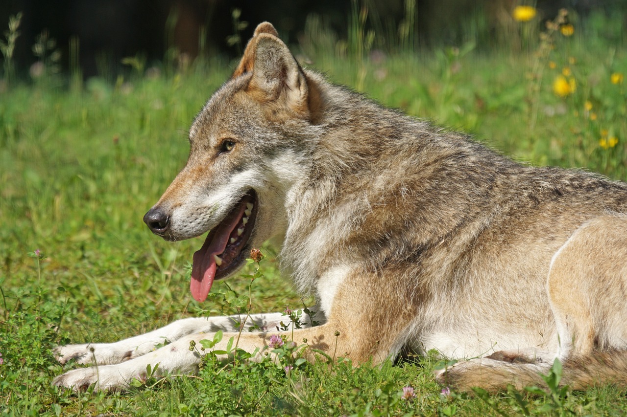 wolf predator pack animal free photo