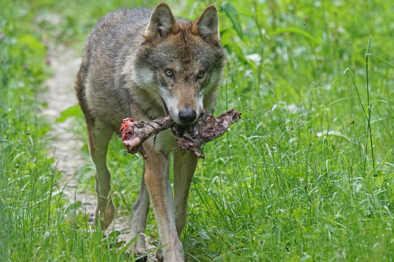 wolf predator pack animal free photo