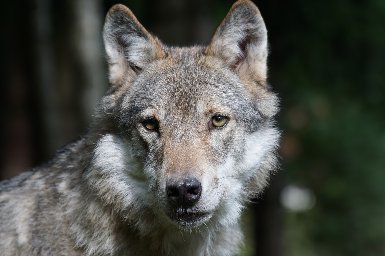 wolf predator european wolf free photo