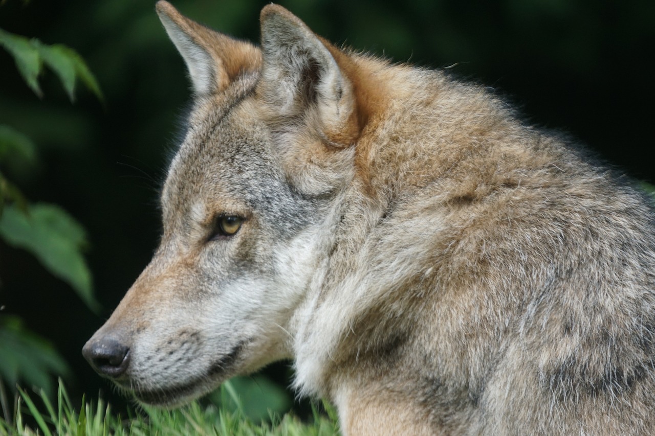 wolf predator european wolf free photo