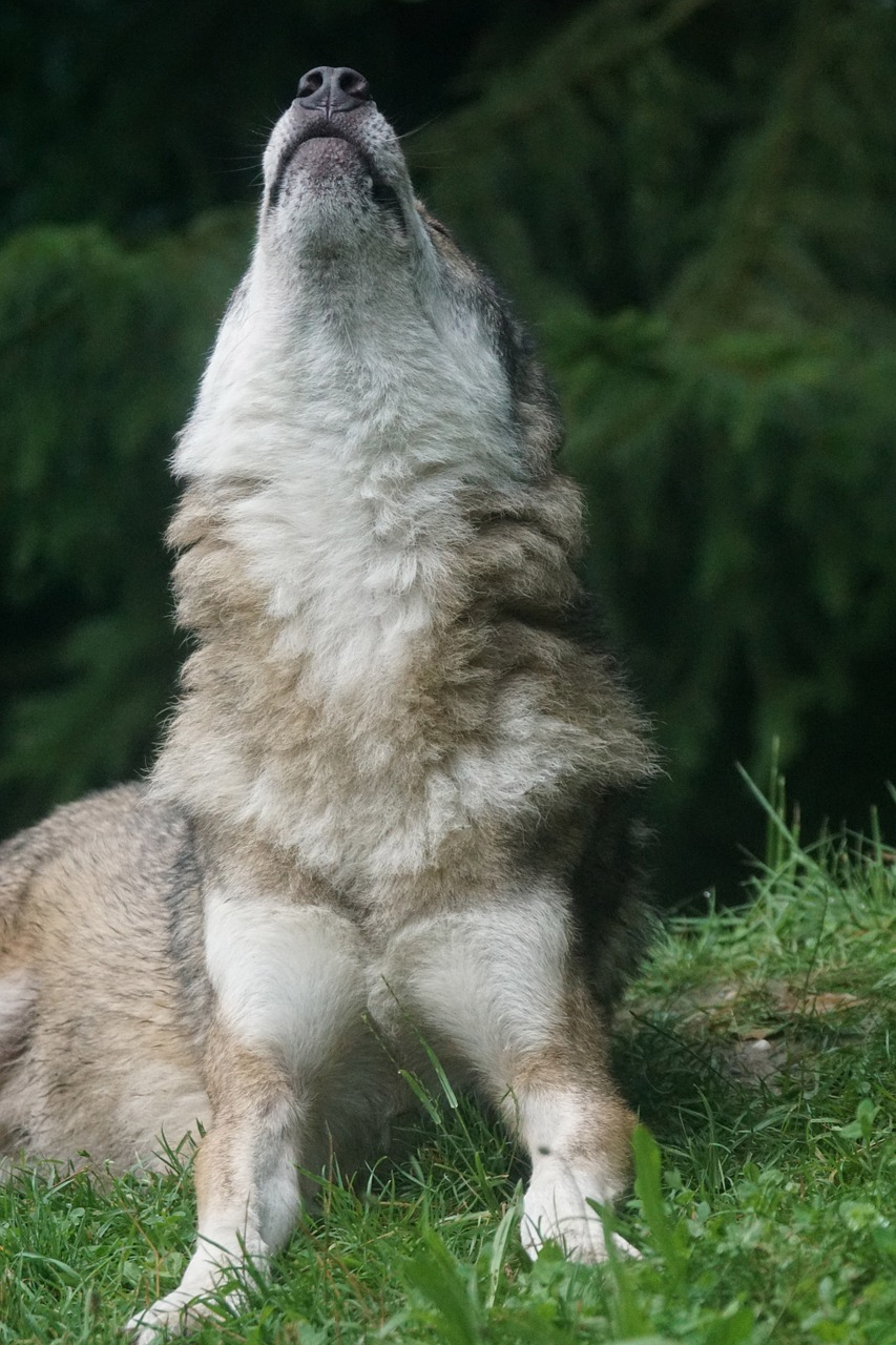 wolf howl wolf howling free photo