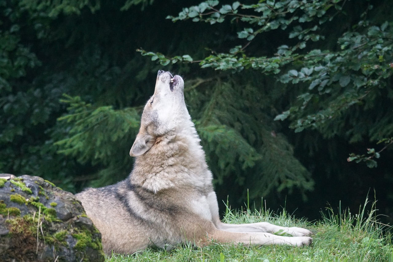 wolf howl wolf howling free photo