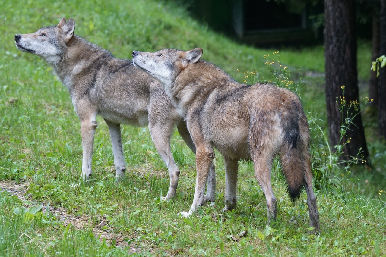 wolf wolves european wolf free photo