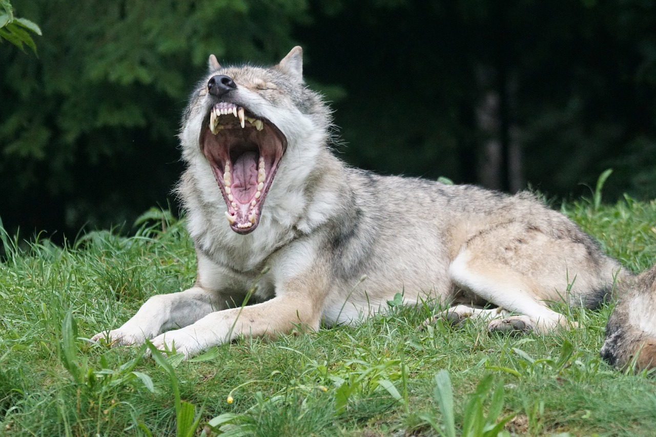 wolf predator european wolf free photo