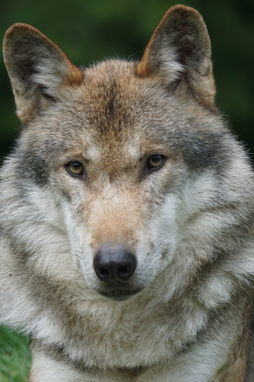 wolf predator european wolf free photo