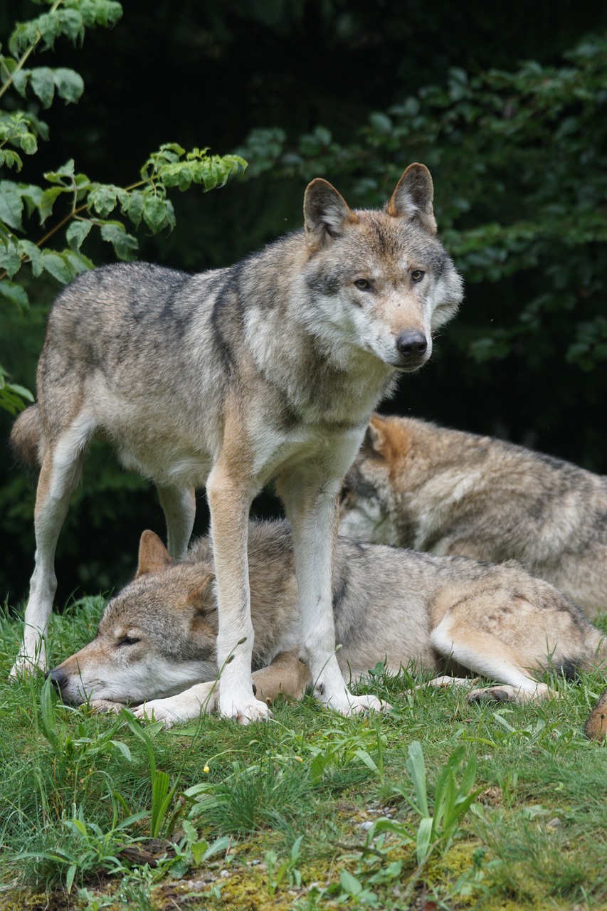 wolf predator leitwolf free photo