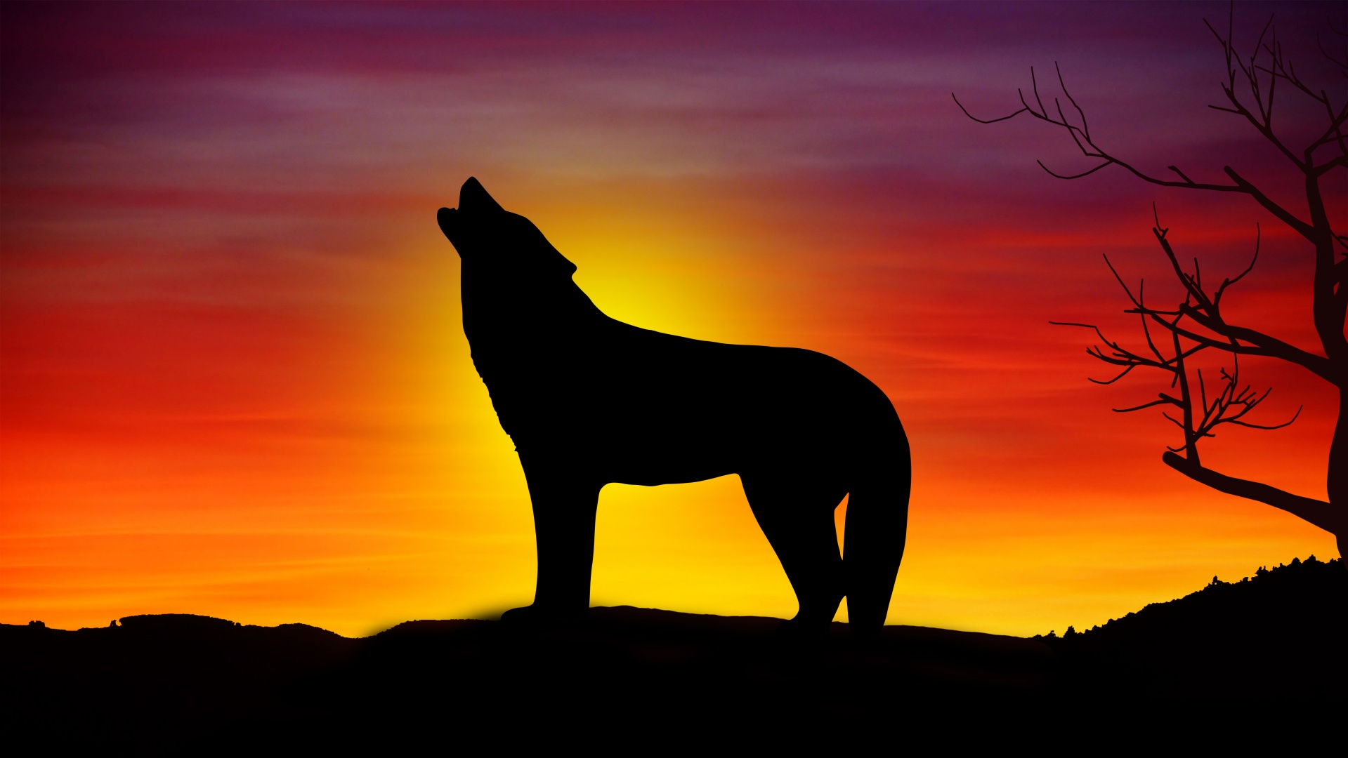 Download free photo of Wolf,sunset,dusk,nature,sky from