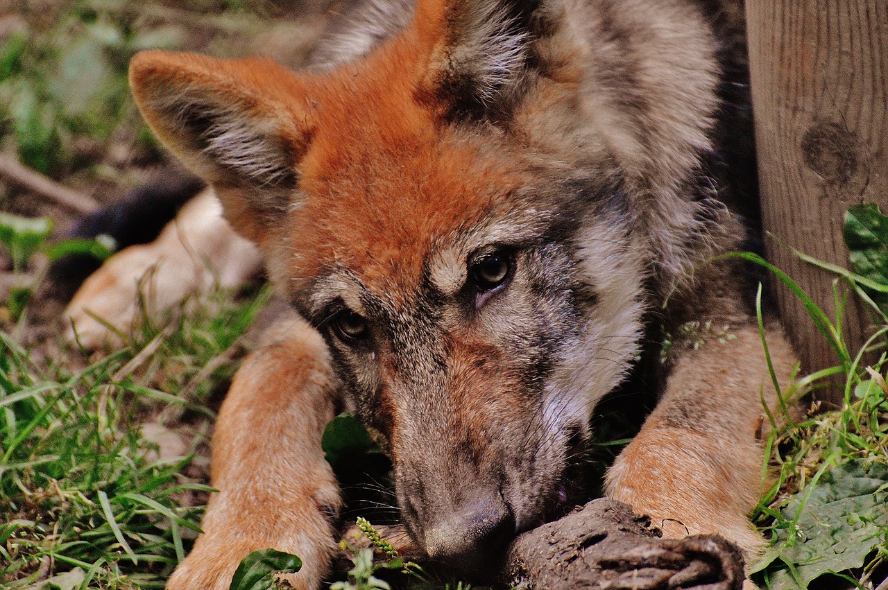 wolf young animal predator free photo
