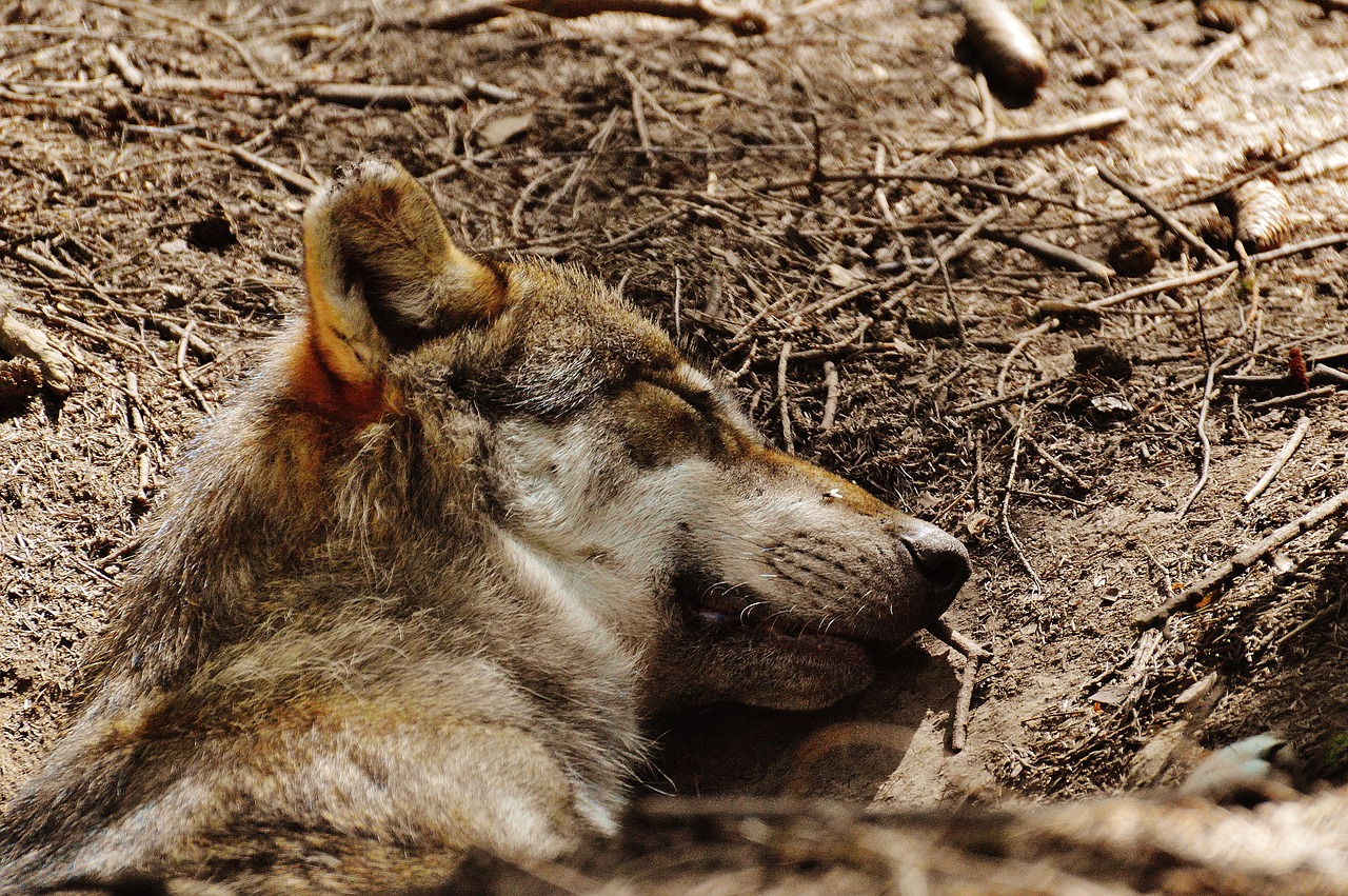 wolf sleeping relaxed free photo