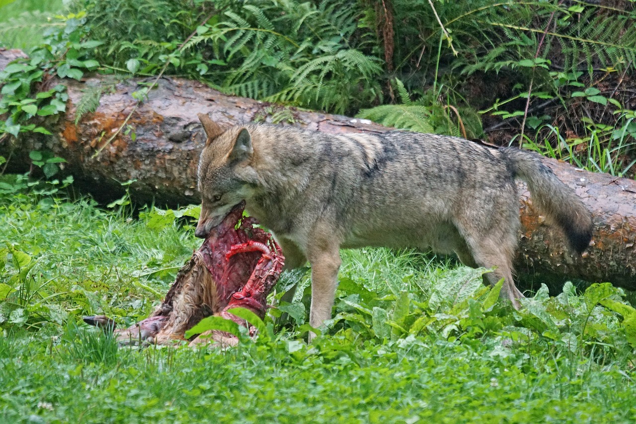 wolf predator european wolf free photo