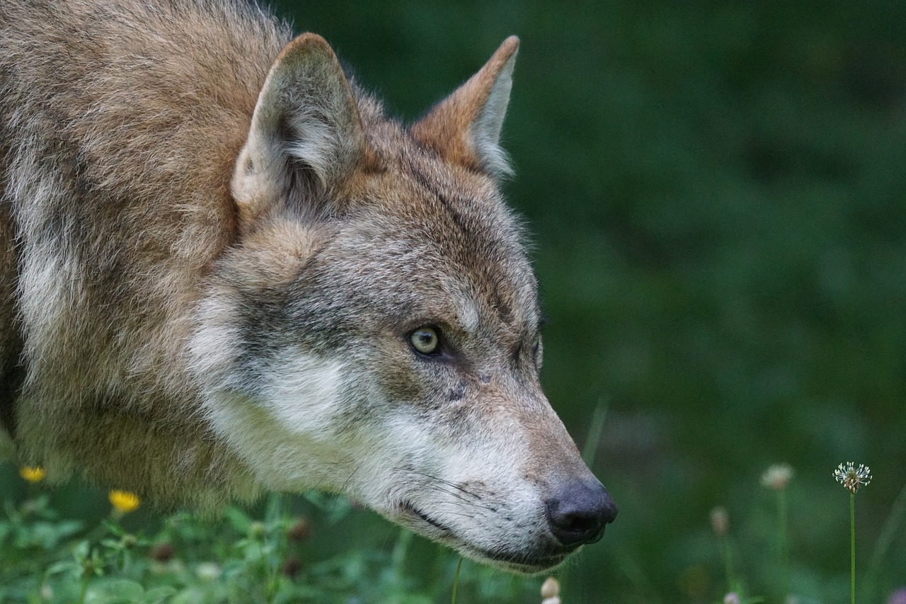 wolf predator european wolf free photo