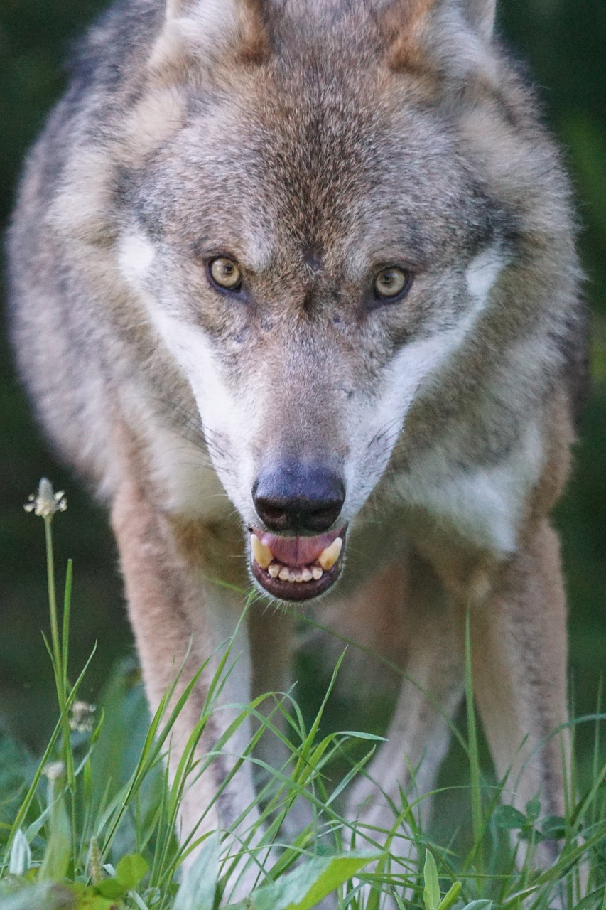 wolf predator european wolf free photo