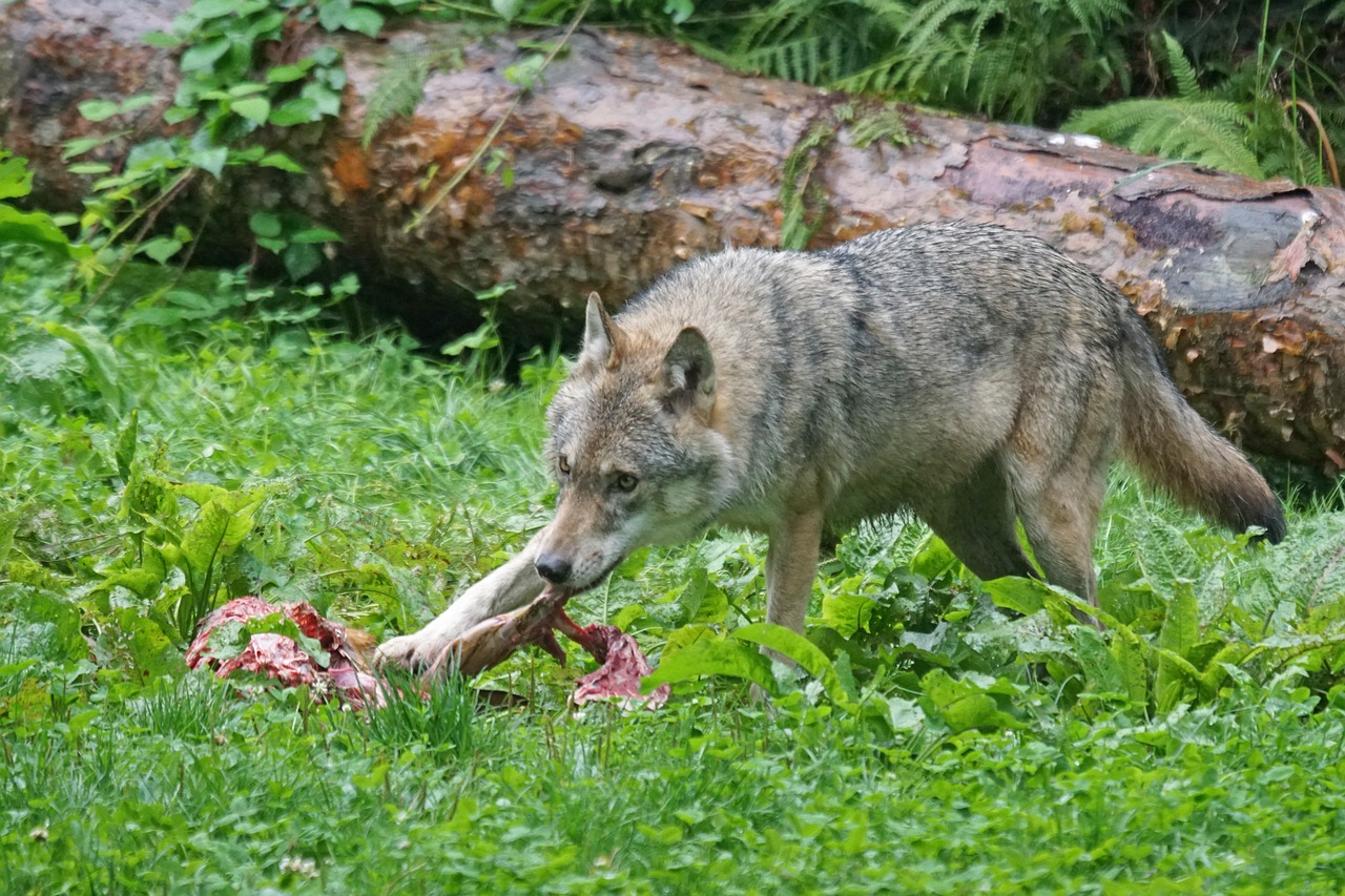 wolf predator european wolf free photo