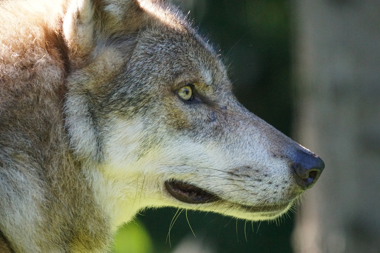 wolf predator european wolf free photo
