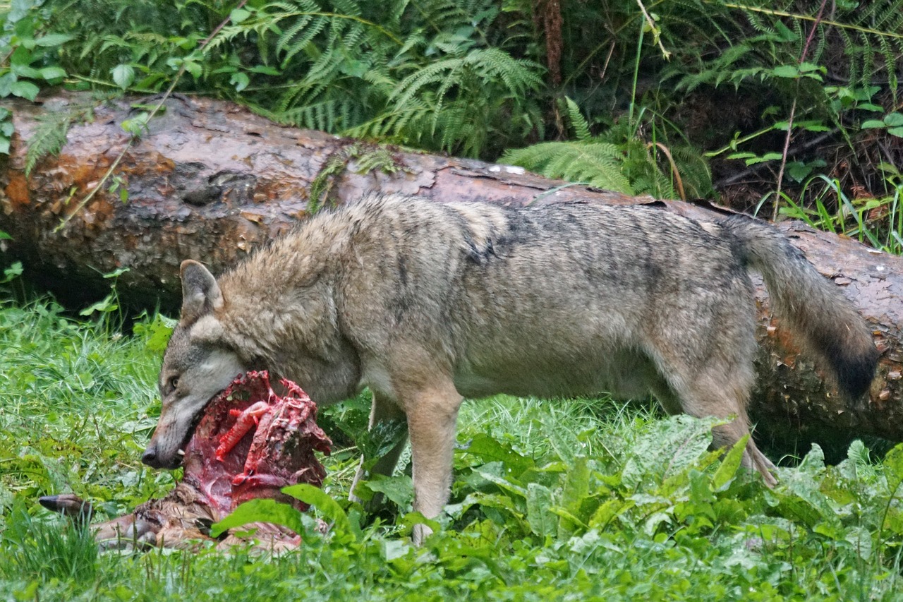 wolf predator european wolf free photo