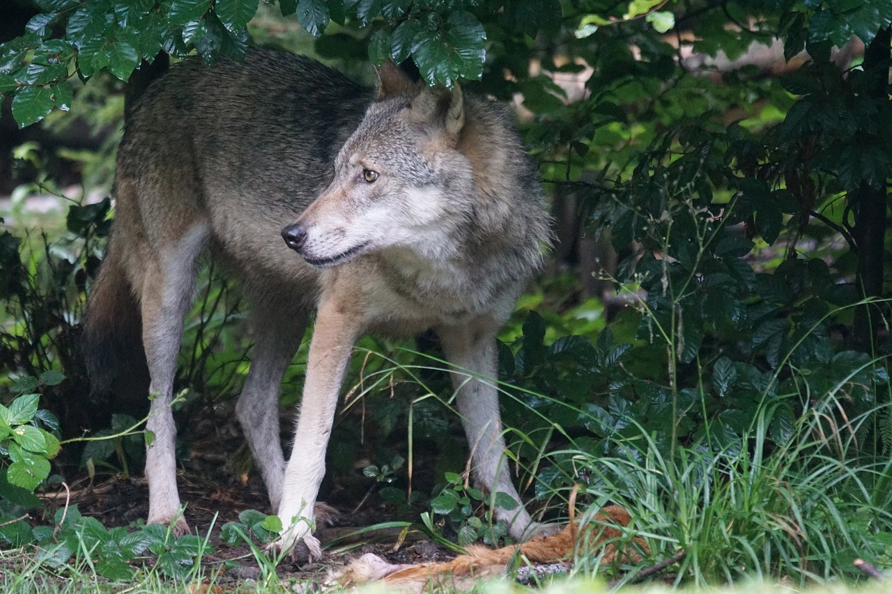 wolf predator european wolf free photo