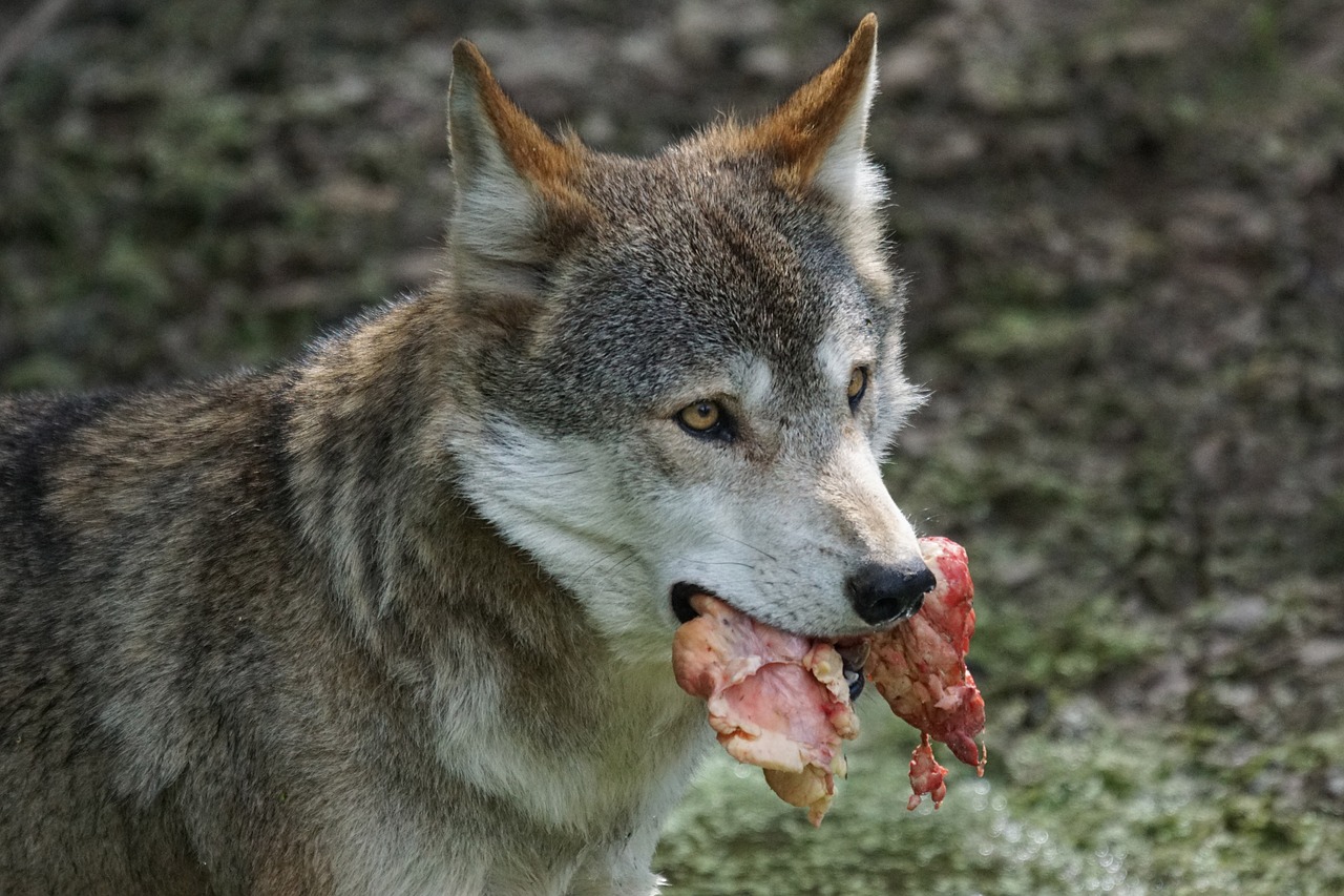 wolf predator food free photo