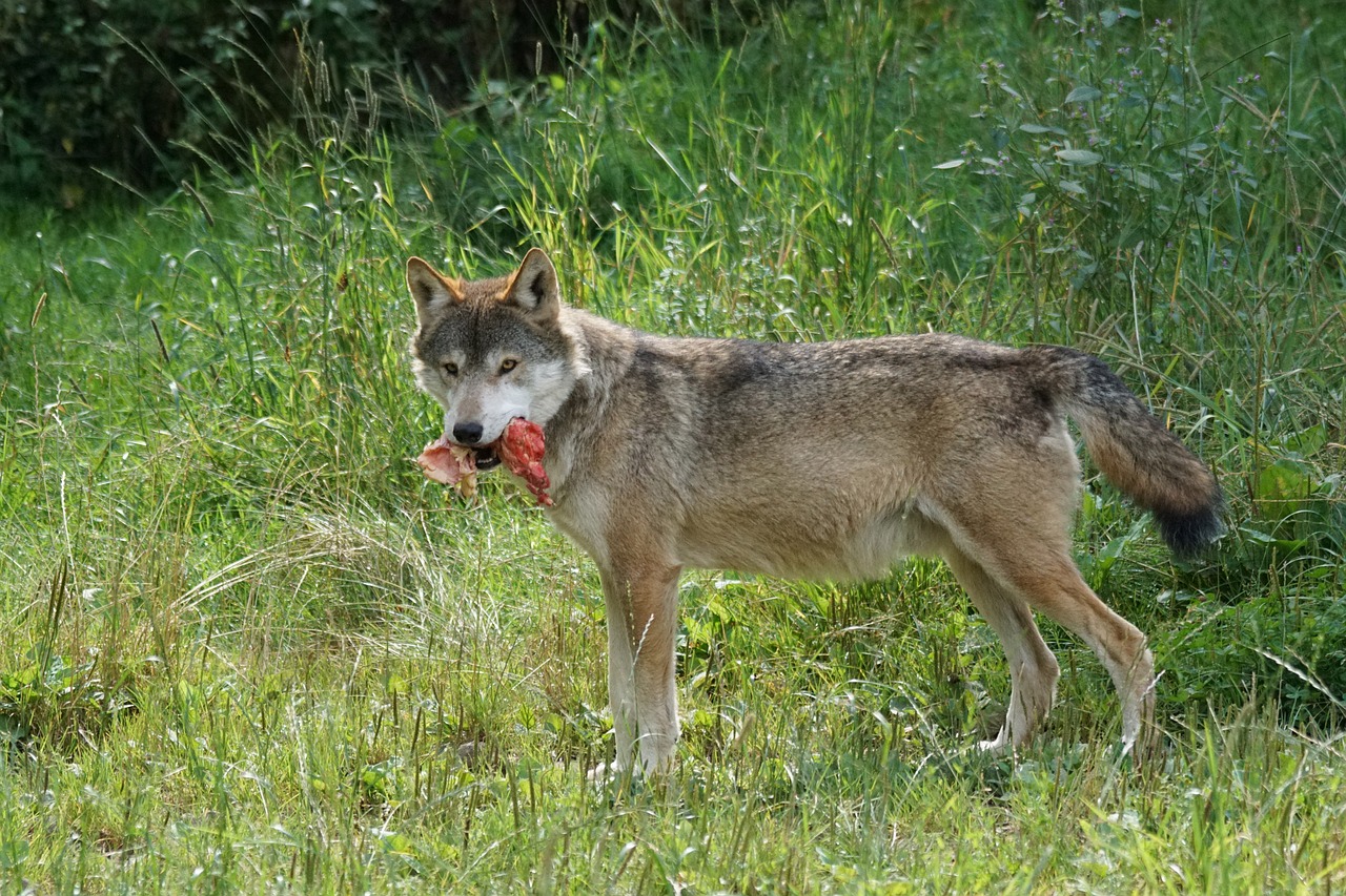 wolf predator food free photo