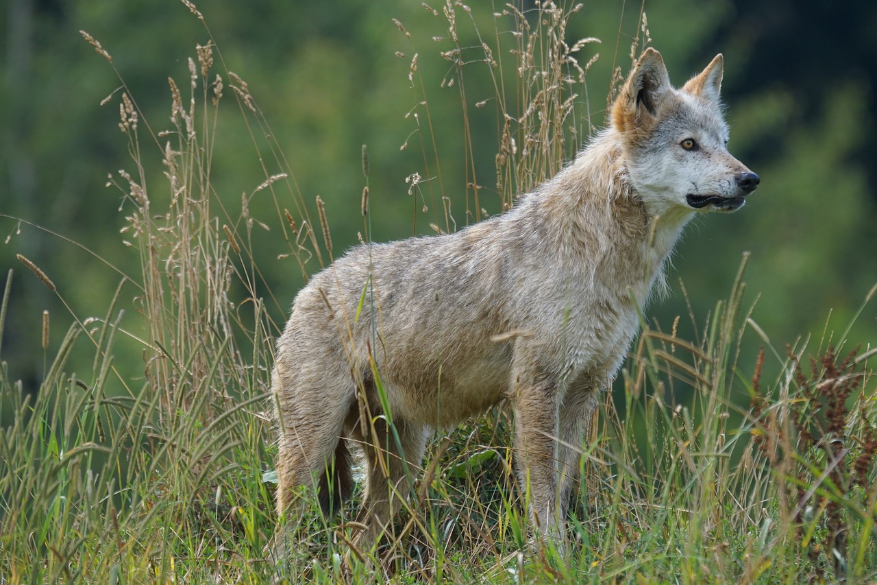 wolf predator carnivores free photo