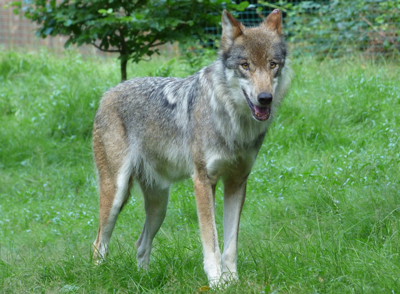 wolf predator lupus free photo