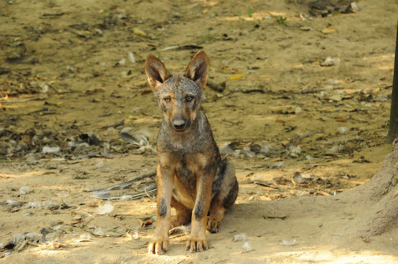 wolf zoo puppy free photo