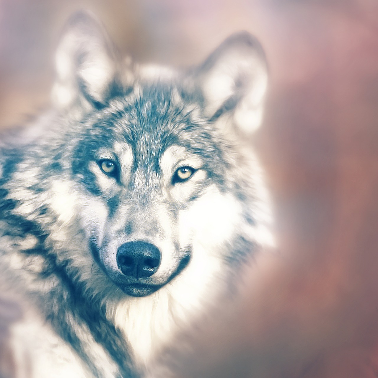 wolf predator canidae free photo
