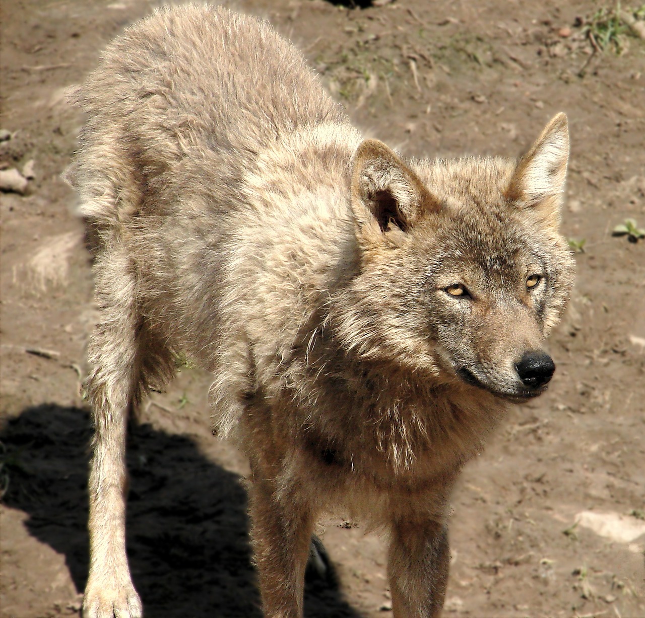 wolf canis lupus animal free photo