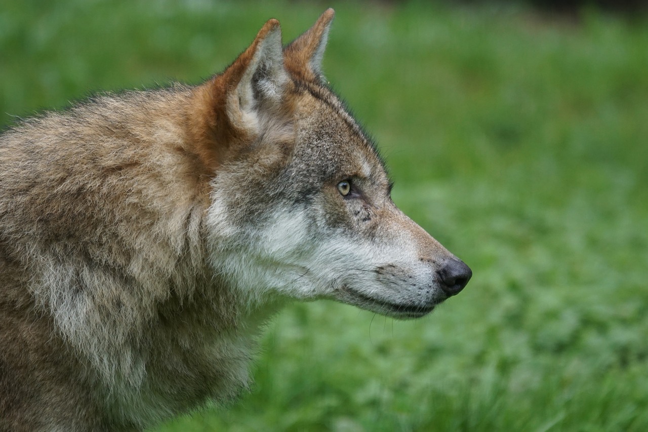 wolf predator carnivores free photo