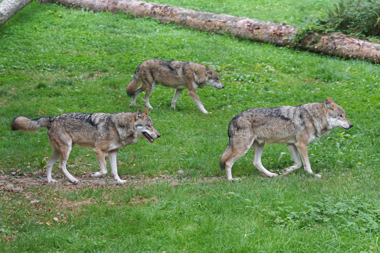 wolf wolves predator free photo