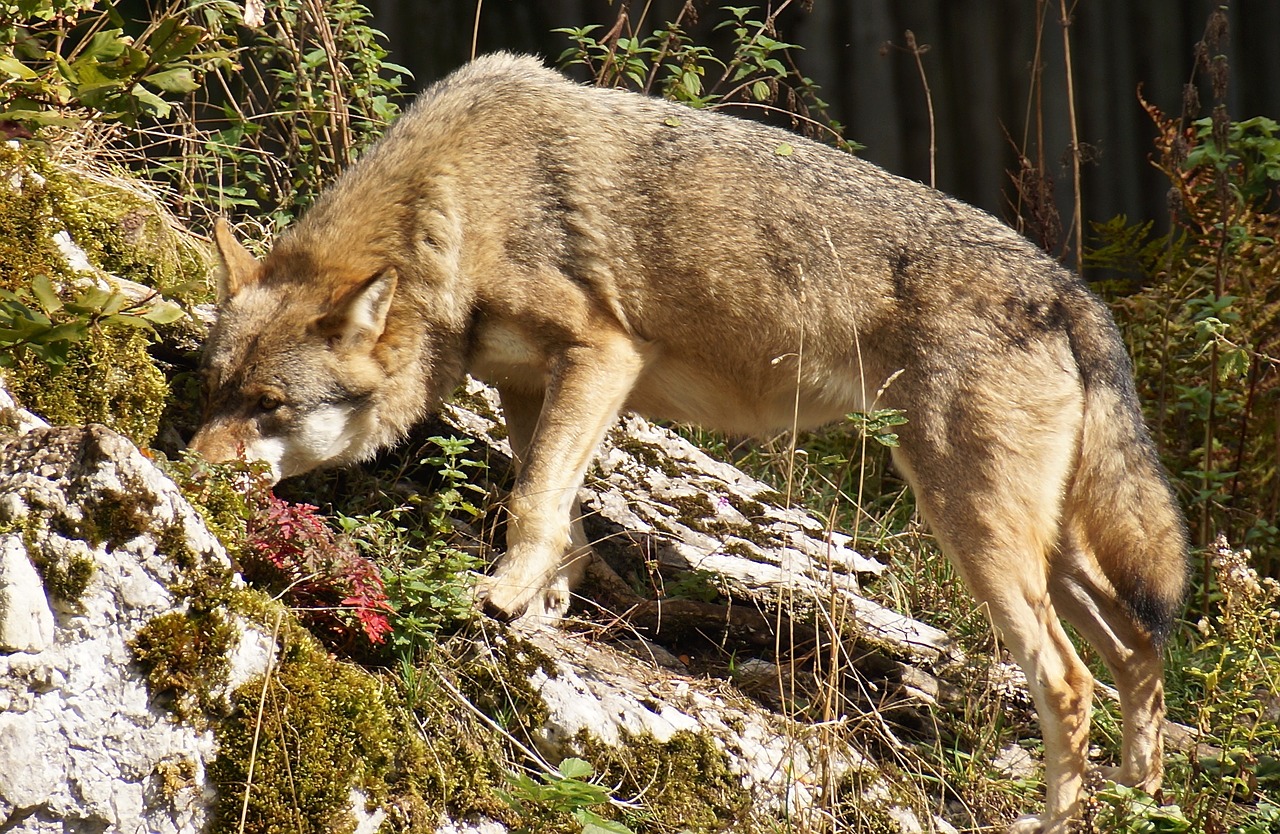 wolf wild animal wildlife park free photo