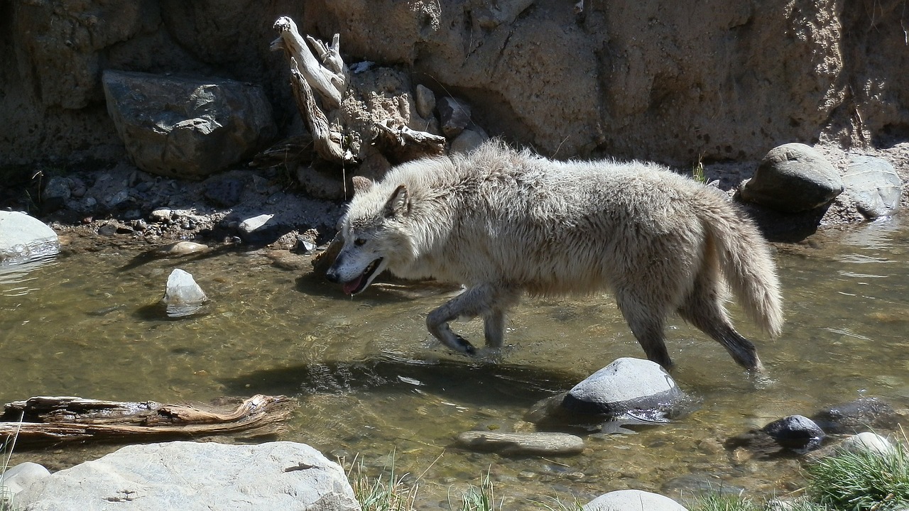 wolf animal canine free photo