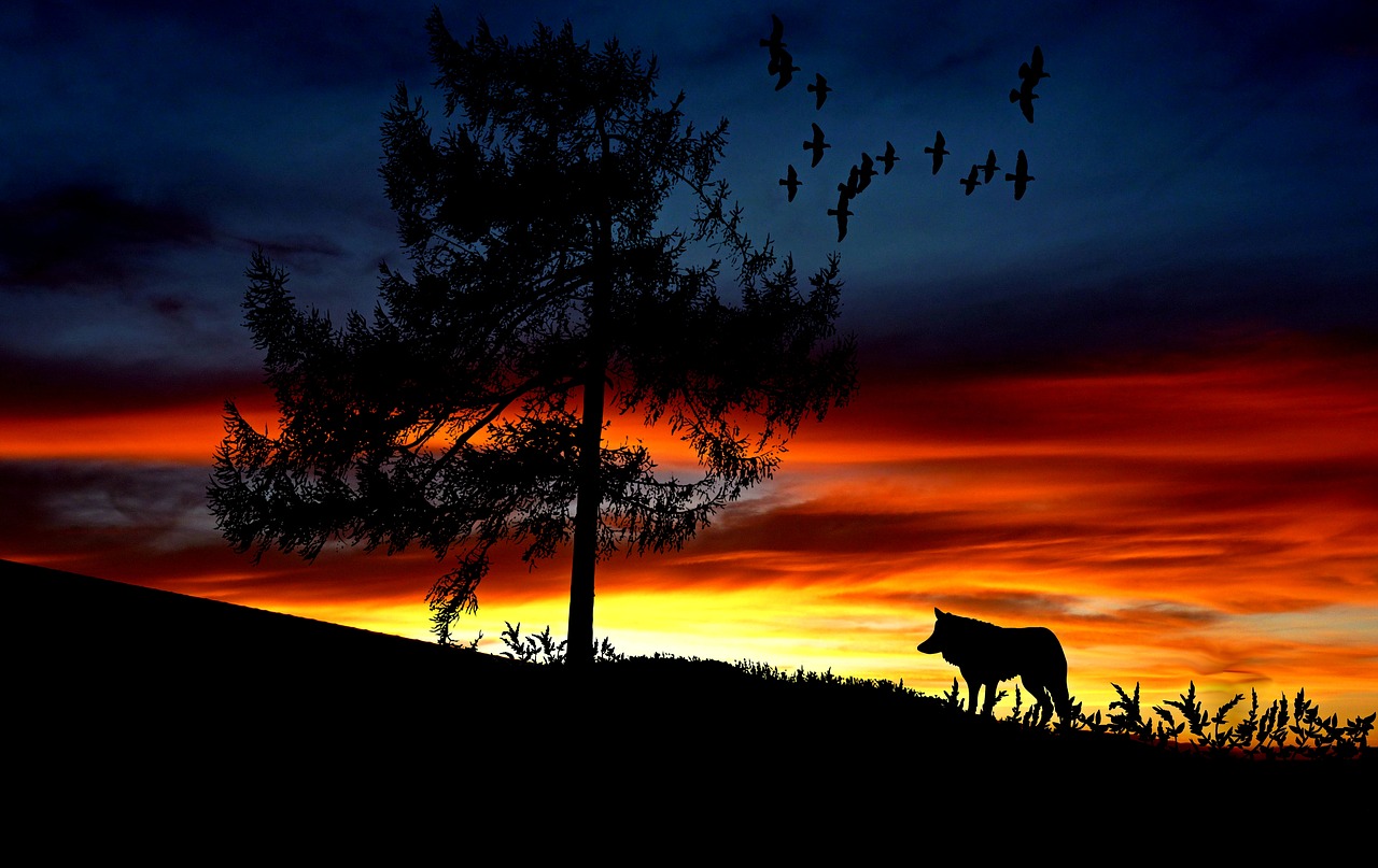 wolf animal sunset free photo
