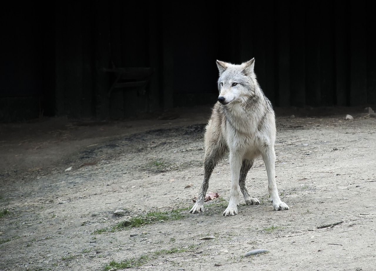 wolf animal zoo free photo