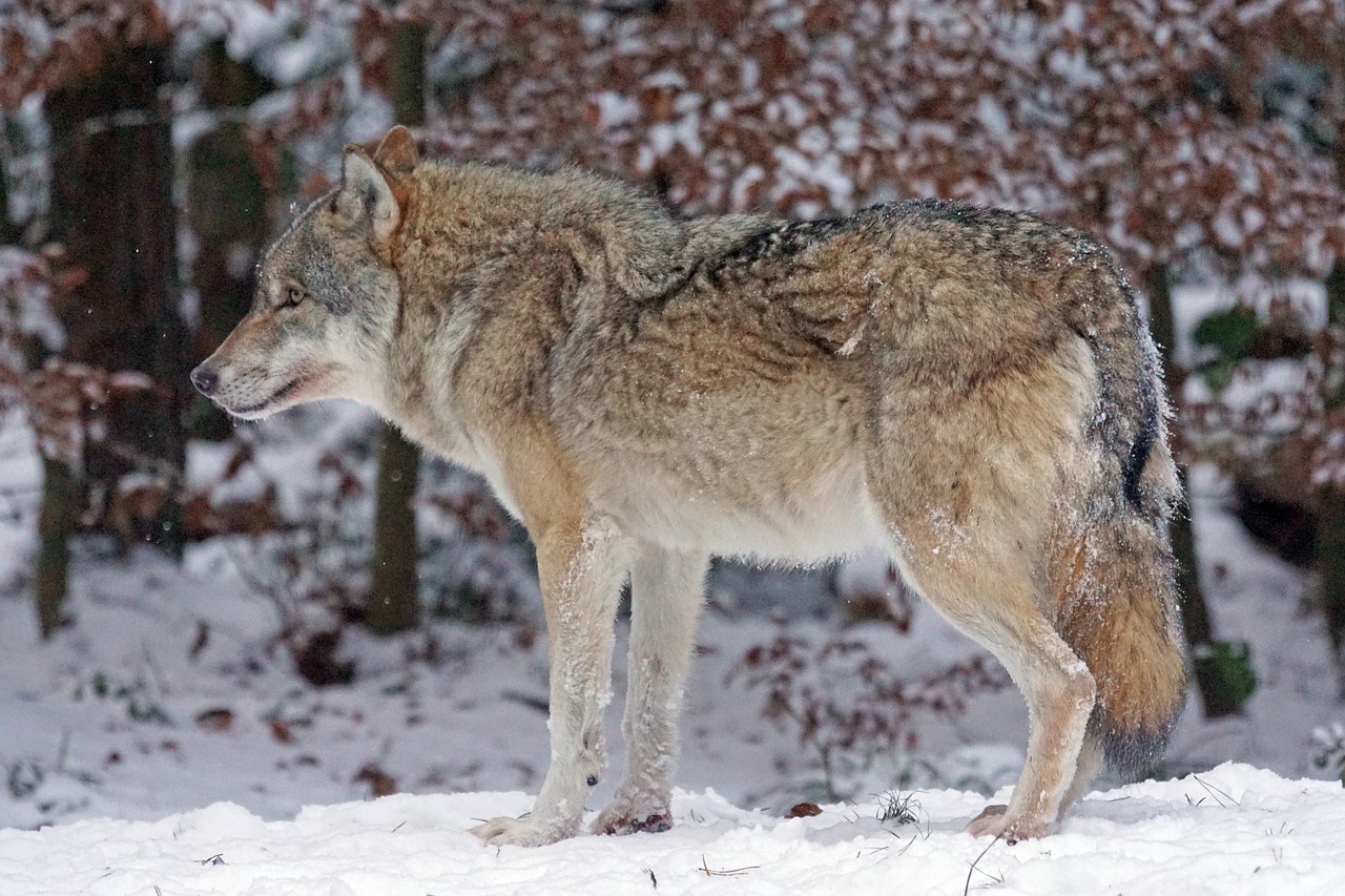 wolf predator carnivores free photo