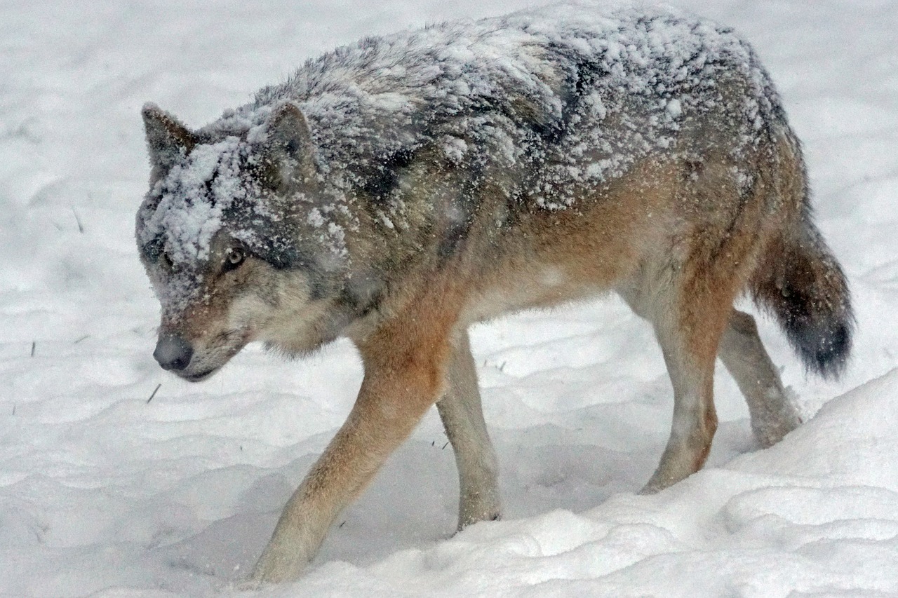 wolf predator carnivores free photo