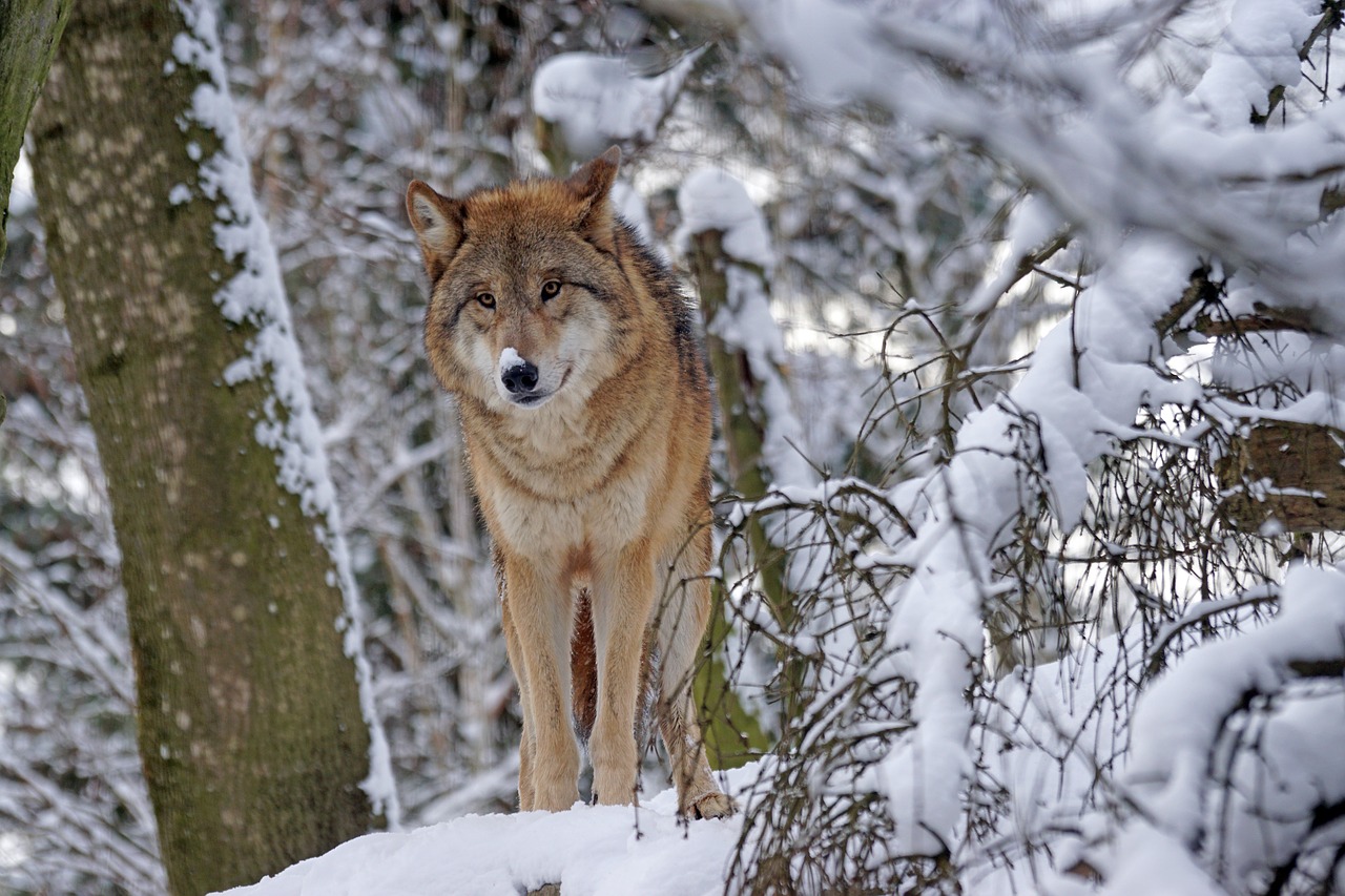 wolf mongolian mongolian wolf free photo