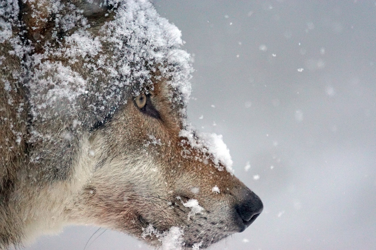 wolf predator eurasian wolf free photo