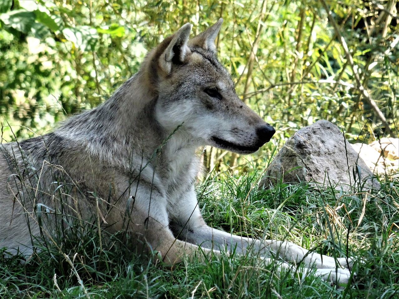wolf grey pack animal free photo