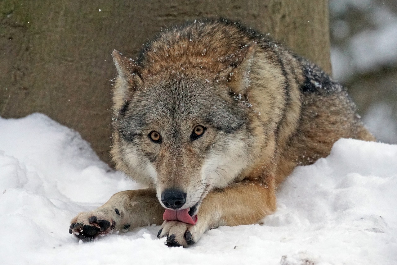 wolf mongolian wolf predator free photo